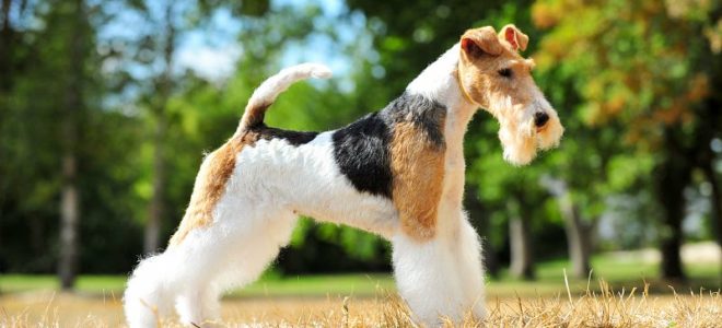 La longévité de nos chiens : une donnée fondamentale en élevage