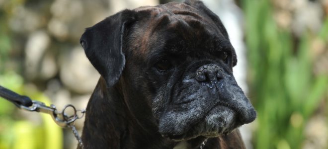 Longévité : enregistrer la date de décès de mon chien, pour quoi faire ?
