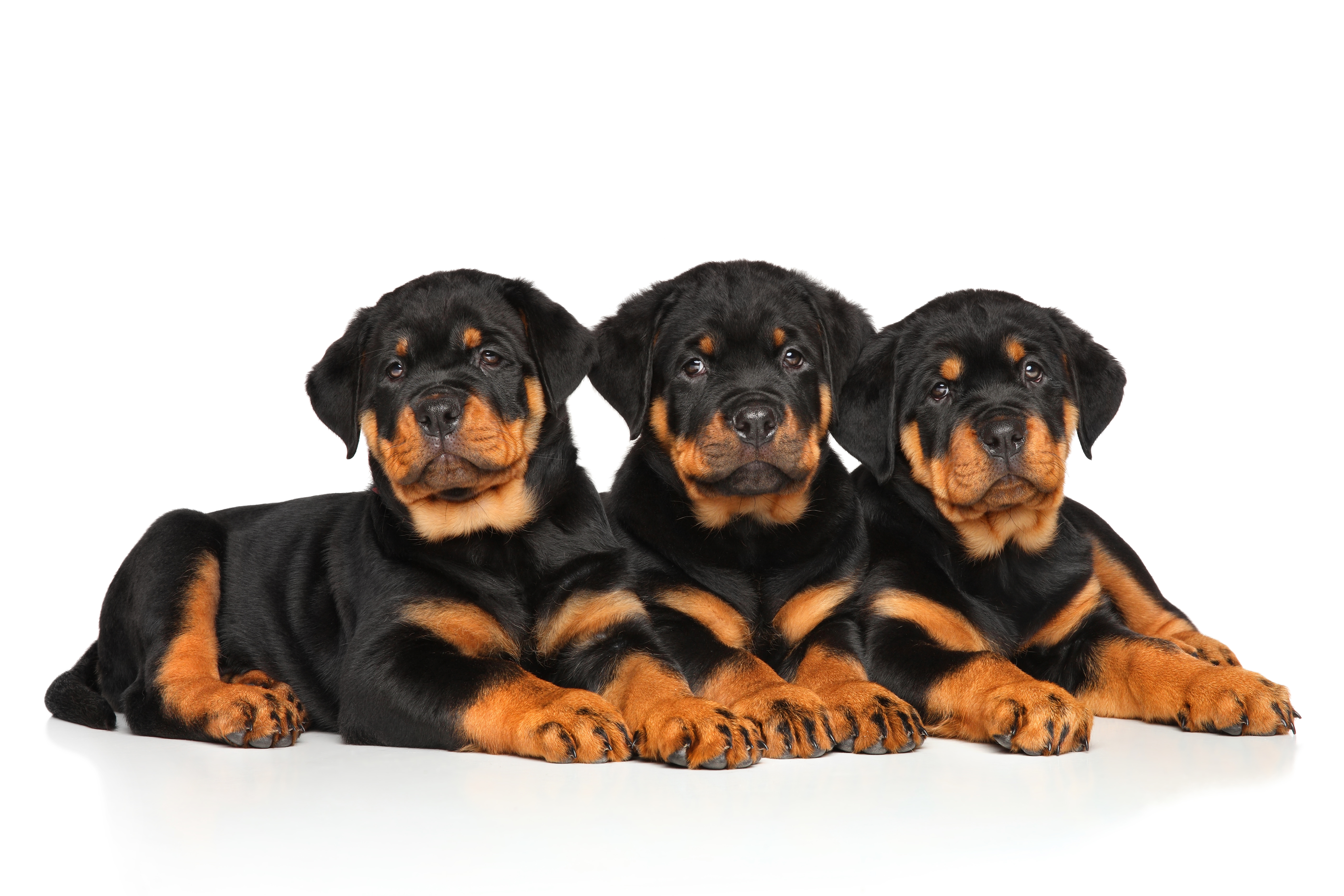 Rottweiler dog puppies on white Rottweiler dog puppies lying down on a white background