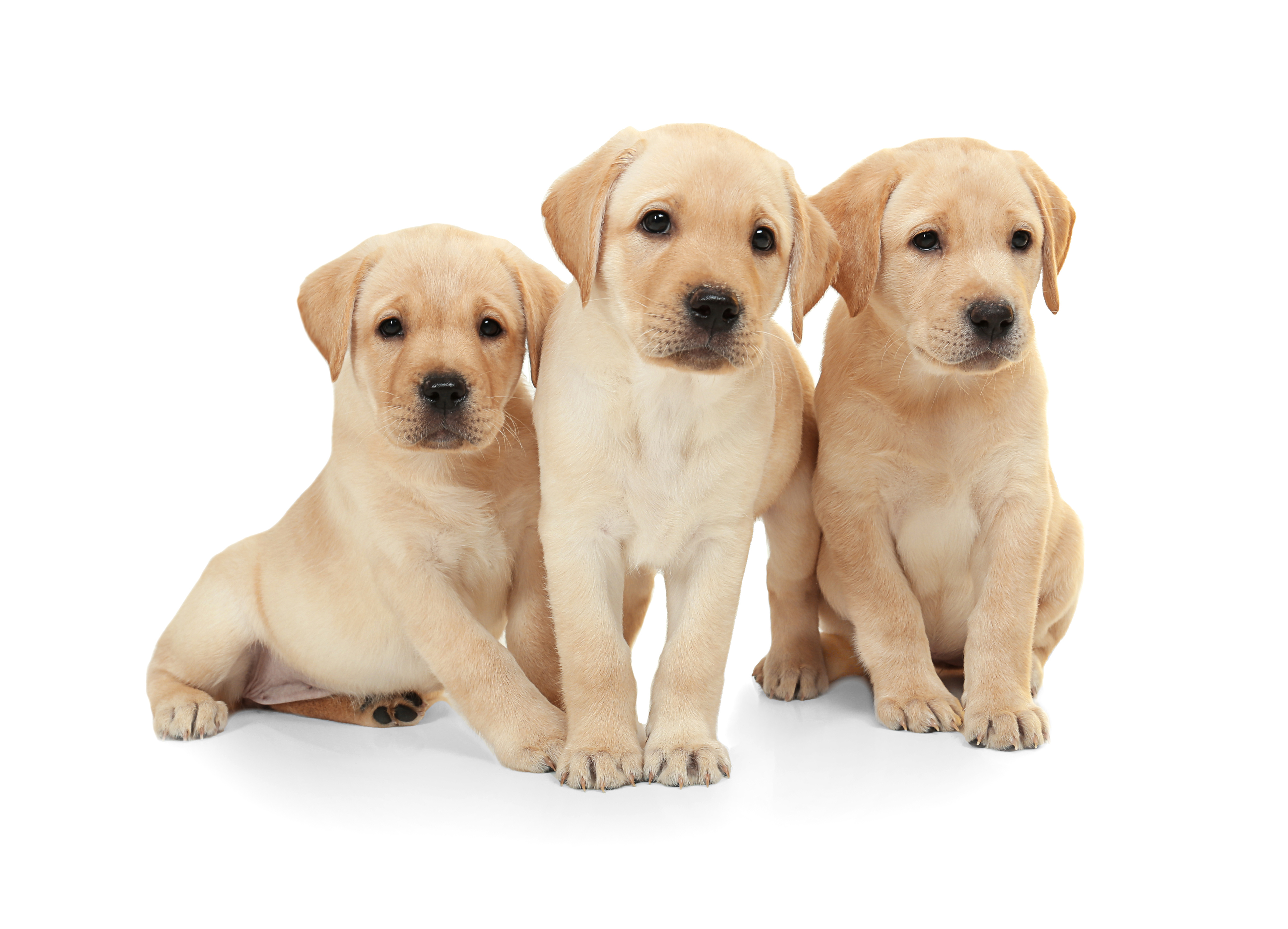Cute labrador retriever puppies on white background Cute labrador retriever puppies on white background