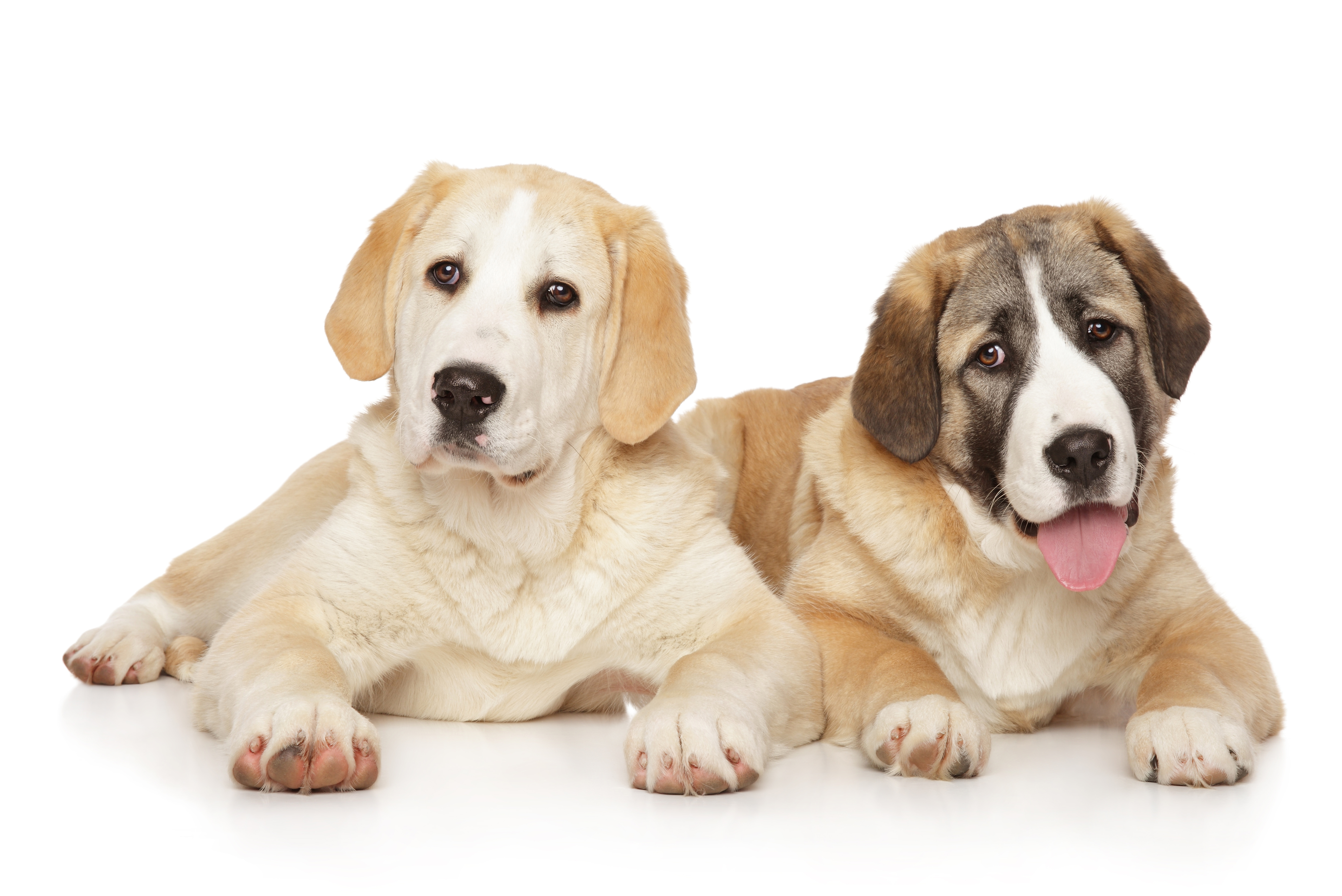 Central Asian Shepherd puppies lying together Young Central Asian Shepherd puppies lying together on white background. Animal themes