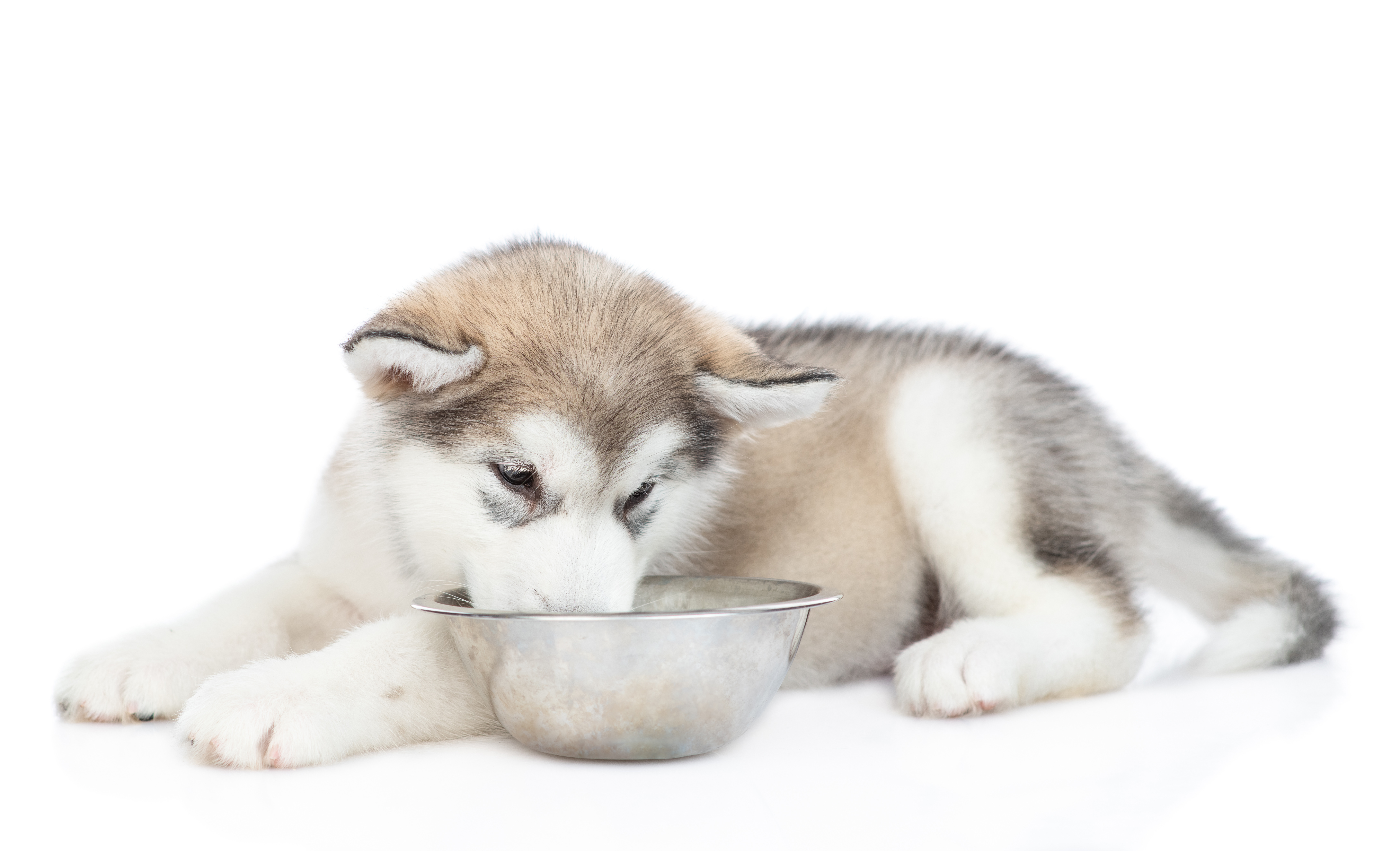 Alaskan malamute puppy eating food from bowl. isolated on white background Alaskan malamute puppy eating food from bowl. isolated on white background.